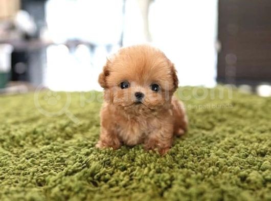 Maltipoo Yavrularımız