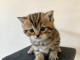 Scottish Fold Secereli Bebekler