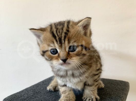 Scottish Fold Secereli Bebekler görsel