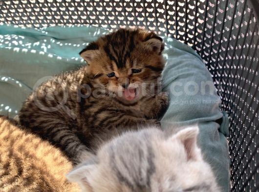 Scottish Fold Secereli Bebekler görsel
