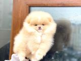 Pomeranian Boo Teddy Face Erkek Yavrumuz