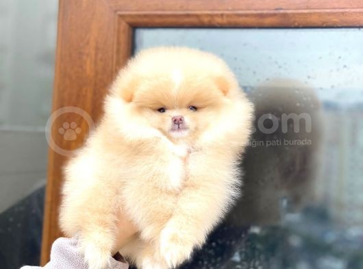 Pomeranian Boo Teddy Face Erkek Yavrumuz görsel