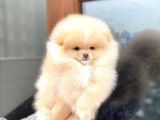 Pomeranian Boo Teddy Face Erkek Yavrumuz