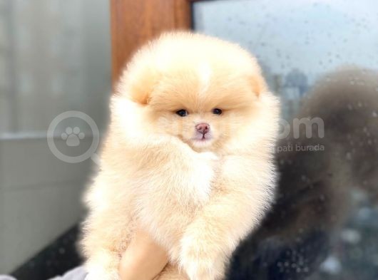 Pomeranian Boo Teddy Face Erkek Yavrumuz görsel