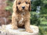 Red Cavapoo Di̇zayn Irk A Kali̇te