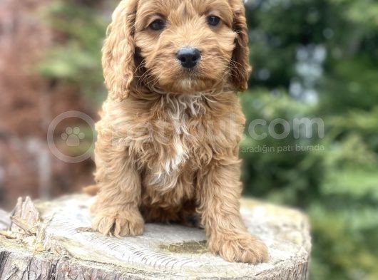 Red Cavapoo Di̇zayn Irk A Kali̇te görsel