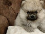 Orji̇nal Pomerani̇an Boo Yavrularimiz