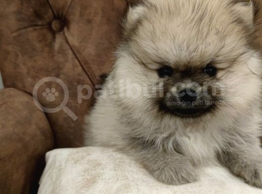 Orji̇nal Pomerani̇an Boo Yavrularimiz görsel