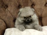 Tcup Boy Pomerani̇an Boo Yavrularimiz