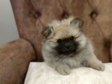 Orji̇nal Pomerani̇an Boo Yavrularimiz