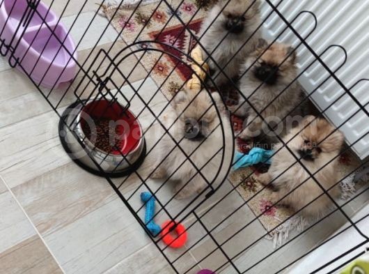 Orji̇nal Pomerani̇an Boo Yavrularimiz görsel