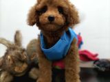 Çocuklarla uyumlu  Toy Poodle yavrularimiz