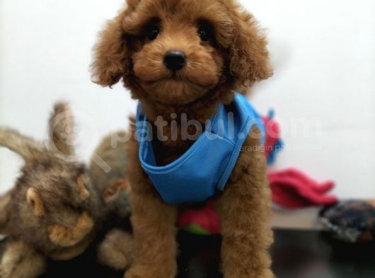 Çocuklarla Uyumlu  Toy Poodle Yavrularimiz
