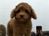Çocuklarla Uyumlu  Toy Poodle Yavrularimiz