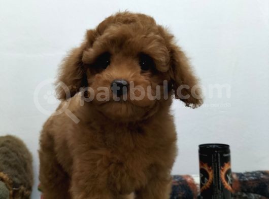 Çocuklarla Uyumlu  Toy Poodle Yavrularimiz görsel