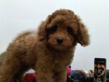 Çocuklarla Uyumlu  Toy Poodle Yavrularimiz