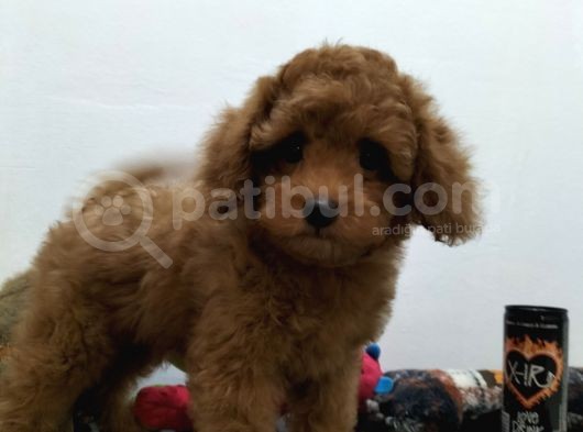 Çocuklarla Uyumlu  Toy Poodle Yavrularimiz görsel