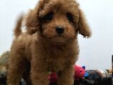 Çocuklarla Uyumlu  Toy Poodle Yavrularimiz