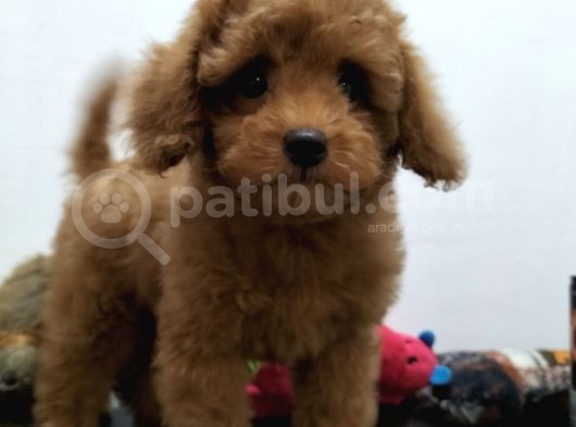 Çocuklarla Uyumlu  Toy Poodle Yavrularimiz görsel