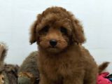Çocuklarla Uyumlu  Toy Poodle Yavrularimiz