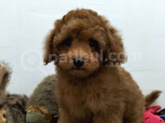 Çocuklarla Uyumlu  Toy Poodle Yavrularimiz görsel