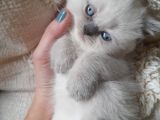 Muhtesem Guzellikte Blue Point Bebegim