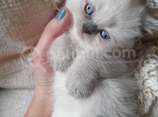 Muhtesem Guzellikte Blue Point Bebegim görsel