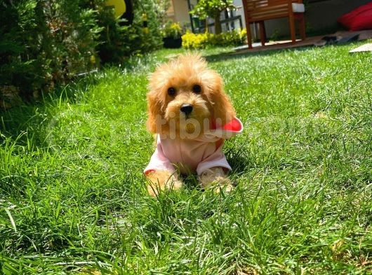 Irk Ve Sağlık Garantili Pomeranian Boo Yavrularımız görsel
