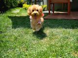 Irk ve Sağlık Garantili Pomeranian Boo Yavrularımız