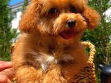 Maltipoo Yavrularımız