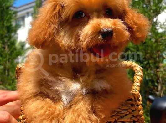 Maltipoo Yavrularımız görsel
