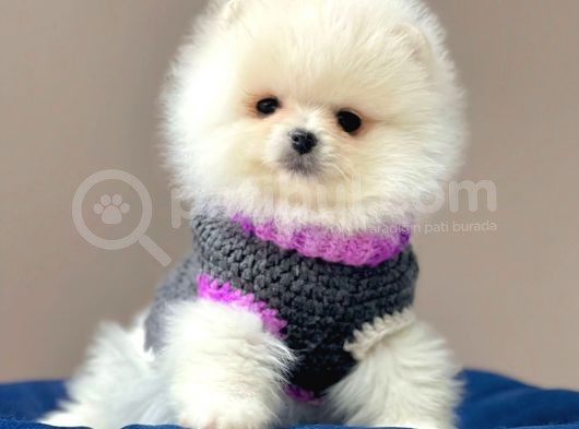 Safkan Pomeranian Boo Yavrular