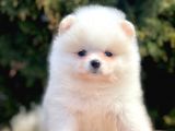 Safkan Pomeranian Boo Yavrular