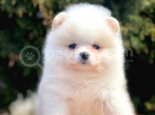 Safkan Pomeranian Boo Yavrular görsel