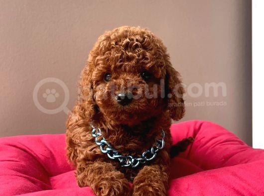 Safkan Toy Poodle Yavrular