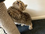 Scottish Fold Secereli Bebekler