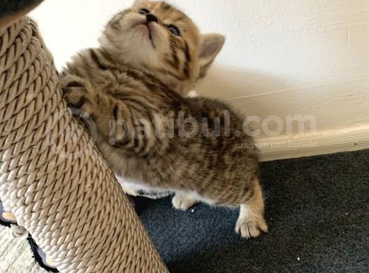 Scottish Fold Secereli Bebekler görsel