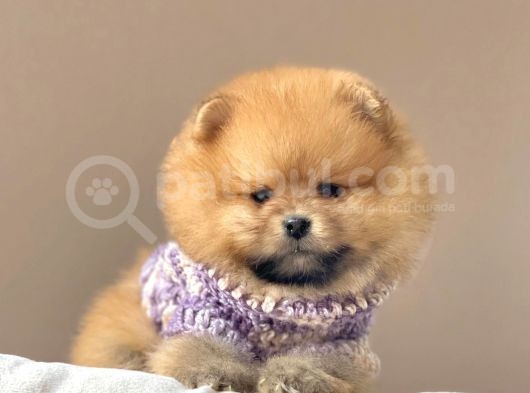Safkan Pomeranian Boo Yavrular görsel