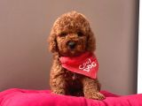 Safkan Toy Poodle Yavrular