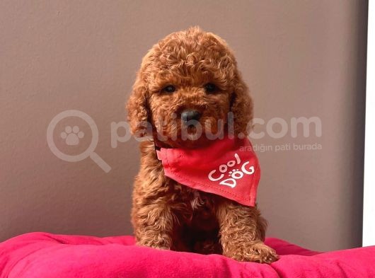 Safkan Toy Poodle Yavrular görsel