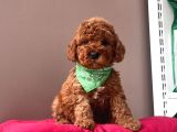 Safkan Toy Poodle Yavrular