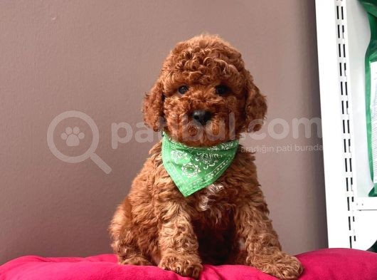 Safkan Toy Poodle Yavrular görsel