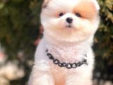 Safkan Pomeranian Boo Yavrular