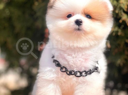Safkan Pomeranian Boo Yavrular görsel