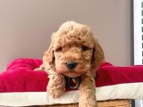 Safkan Toy Poodle Yavrular