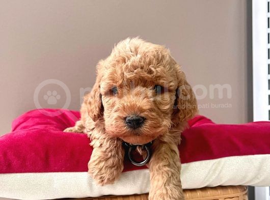 Safkan Toy Poodle Yavrular görsel
