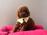 Safkan Toy Poodle Yavrular
