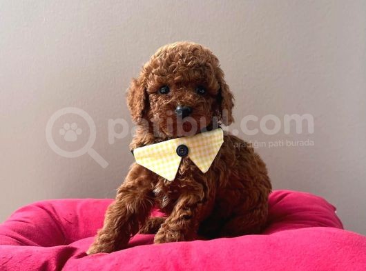 Safkan Toy Poodle Yavrular görsel