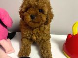 Red Brown Kızıl Renk Toy Poodle Bebekler