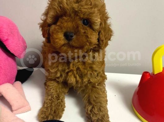 Red Brown Kızıl Renk Toy Poodle Bebekler görsel